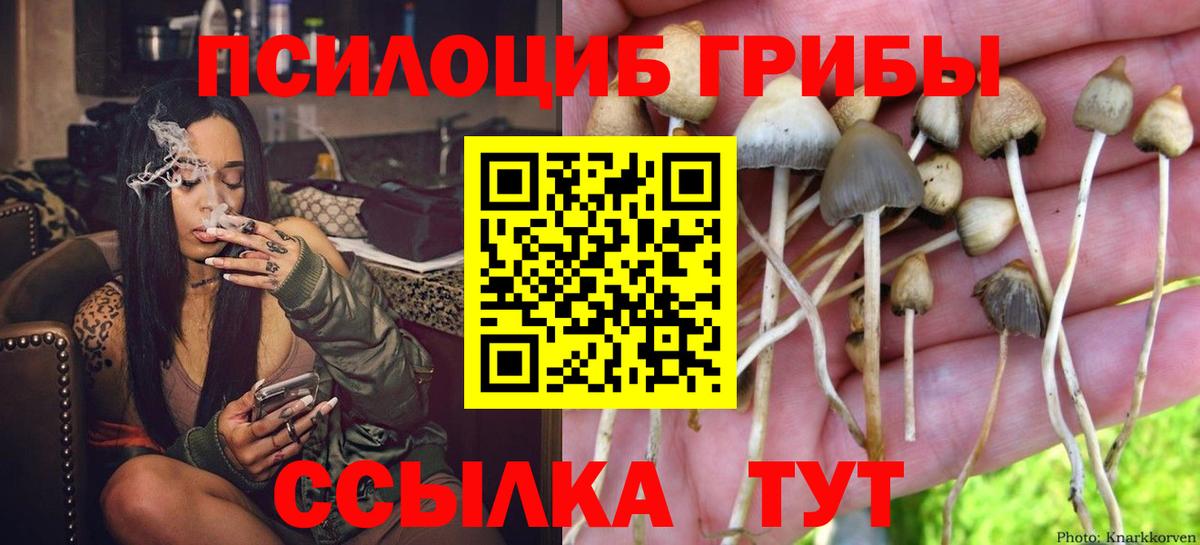 Псилоцибиновые грибы Cubensis Гурьевск