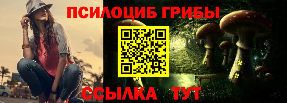 Галлюциногенные грибы Psilocybe Гурьевск